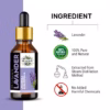 Wholesale Natural Lavender Essential Oil 100% Pure & Therapeutic Grade