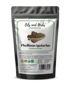 Wholesale High Strength Phellinus igniarius Extract powder