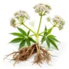 Wholesale Valerian Extract Powder-10:1